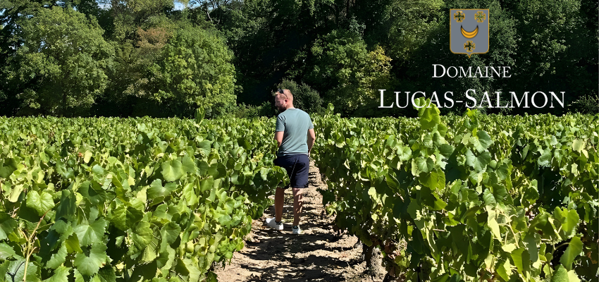 Domaine Lucas Salmon – Vins bio du Muscadet nouvelle génération