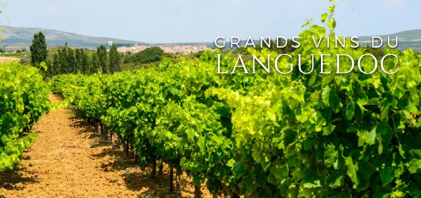 Les Grands Vins du Languedoc – Vins de caractère du Sud