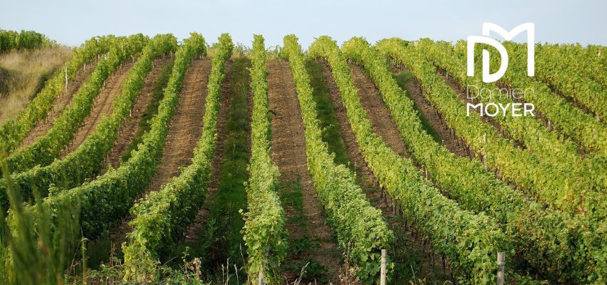 Damien Moyer – Chenin & vins de Loire authentiques