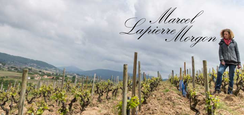 Marcel Lapierre Morgon - Fleuron de Beaujolais Nature