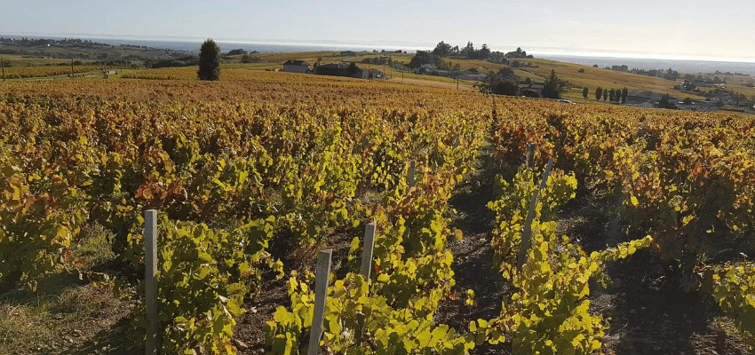 AOP Saint-Amour – Le charme fruité des crus du Beaujolais