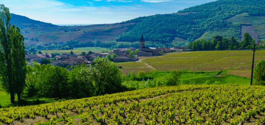 AOC Beaujolais – Le charme fruité des crus du Beaujolais