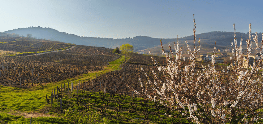 Chenas – Le charme fruité des crus du Beaujolais