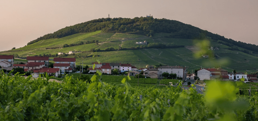 Côte de Brouilly – Le charme fruité des crus du Beaujolais