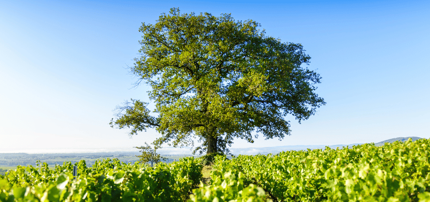 Morgon – Le charme fruité des crus du Beaujolais