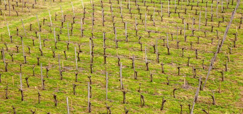 Blaye Côtes de Bordeaux – Grands vins de Bordeaux, richesse et tradition viticole