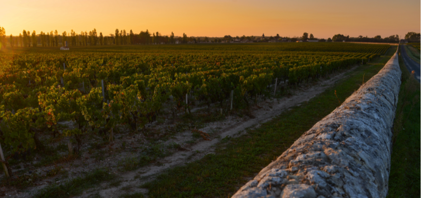 Haut-Médoc – Grands vins de Bordeaux, richesse et tradition viticole