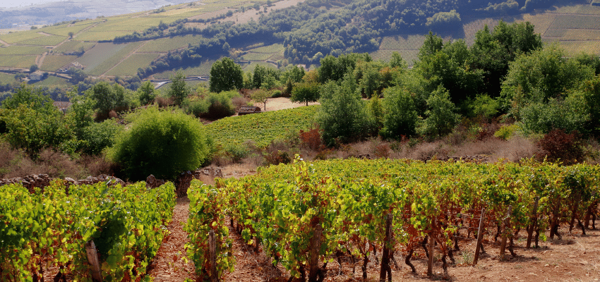 Pouilly-Fuissé