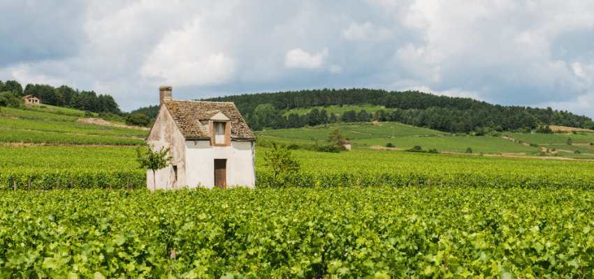 Beaune – Vins prestigieux de Bourgogne, terroir et élégance