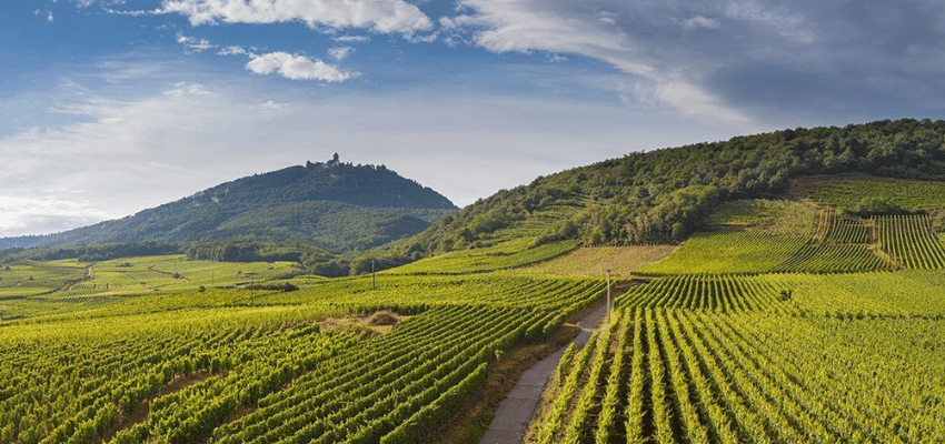 Bourgogne Aligoté – Vins prestigieux de Bourgogne, terroir et élégance