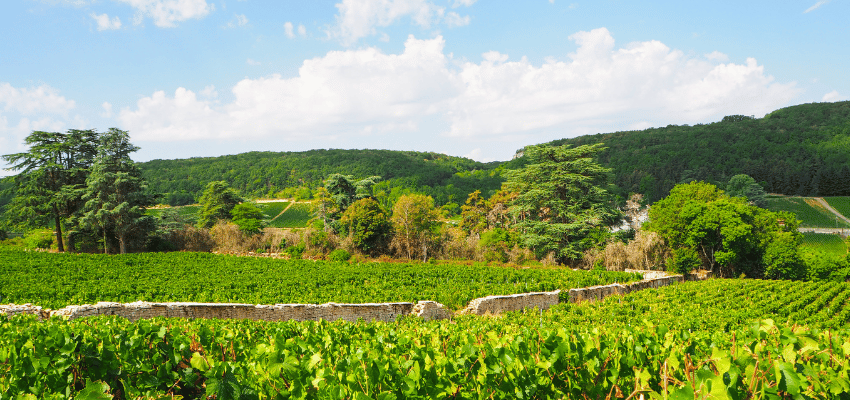 Bourgogne Hautes-Côtes de Beaune – Vins prestigieux de Bourgogne, terroir et élégance