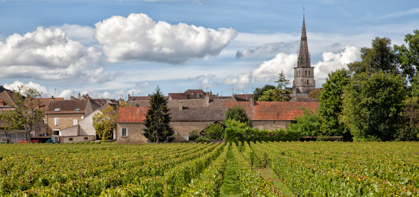 Chablis Grand Cru – Vins blancs de Bourgogne, minéralité et finesse