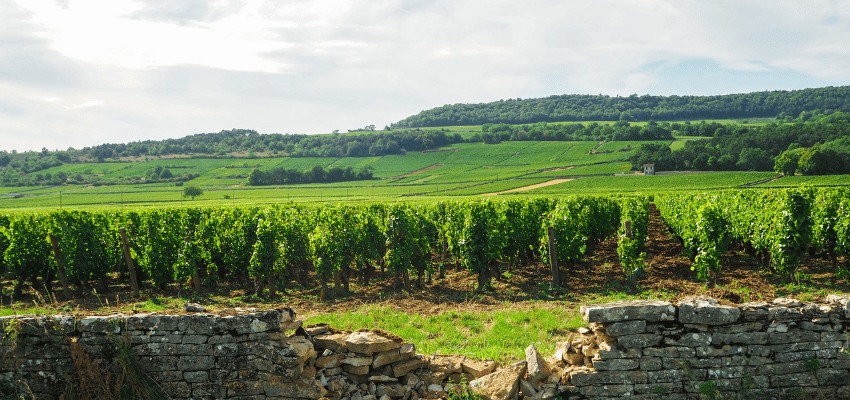 Chassagne-Montrachet – Vins prestigieux de Bourgogne, terroir et élégance