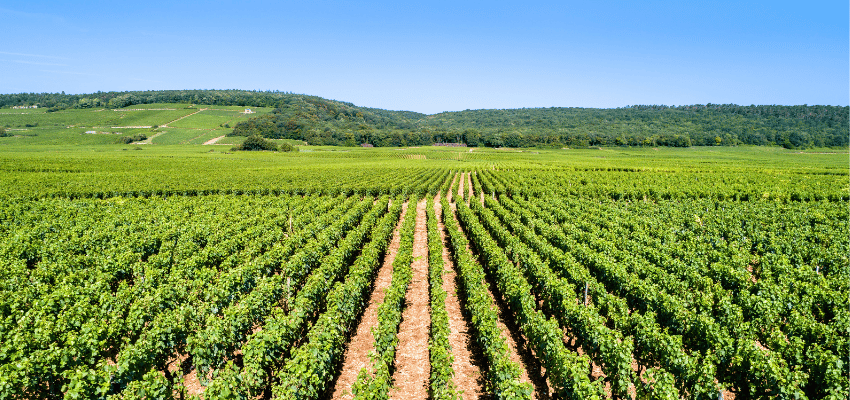 Côte-de-nuits-villages – Vins prestigieux de Bourgogne, terroir et élégance