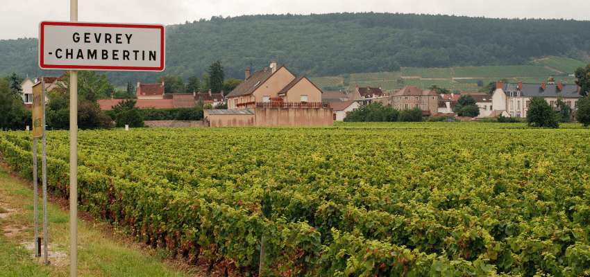 Gevrey-Chambertin – Vins prestigieux de Bourgogne, terroir et élégance