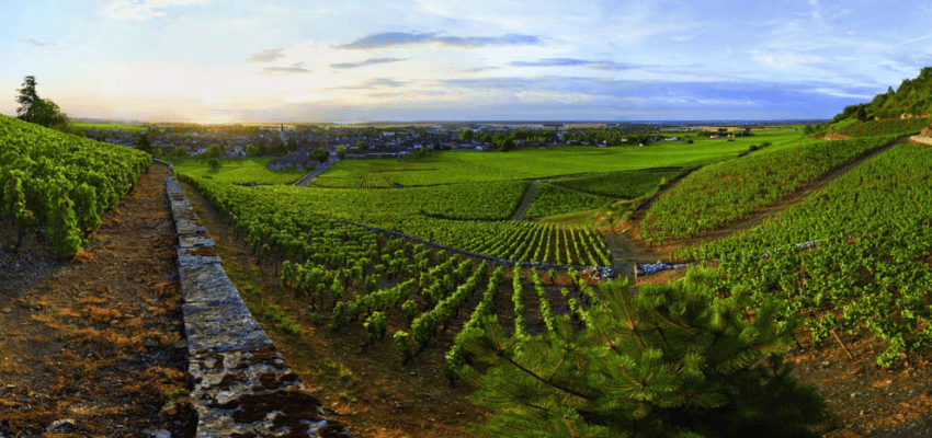 Nuits-Saint-Georges – Vins prestigieux de Bourgogne, terroir et élégance