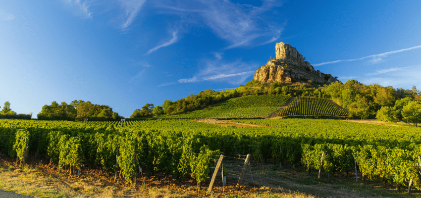Pouilly-Loché – Vins prestigieux de Bourgogne, terroir et élégance
