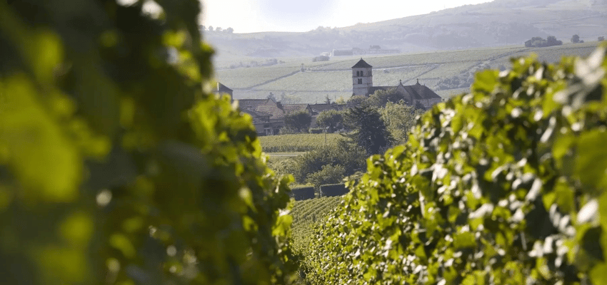 Saint-Véran – Vins prestigieux de Bourgogne, terroir et élégance