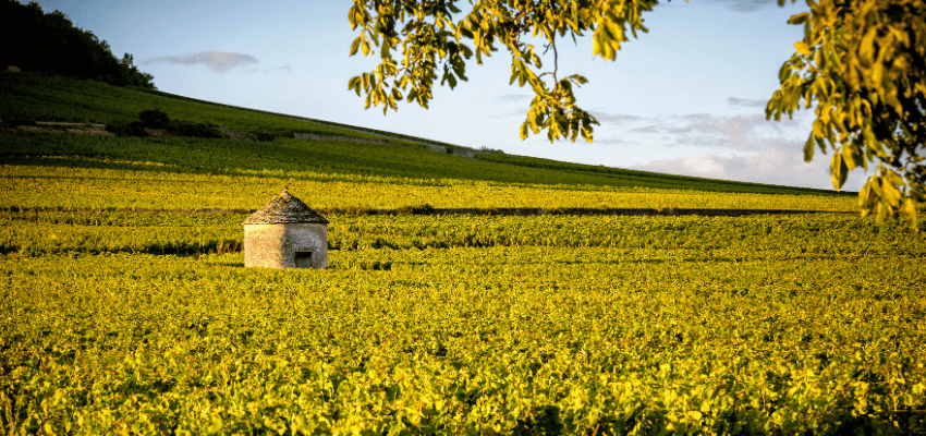 Savigny-lès-Beaune – Vins prestigieux de Bourgogne, terroir et élégance