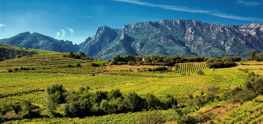 Saint-Chinian – Vins du Languedoc, soleil et caractère