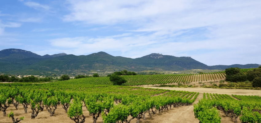 Terrasses du Larzac – Vins du Languedoc, soleil et caractère