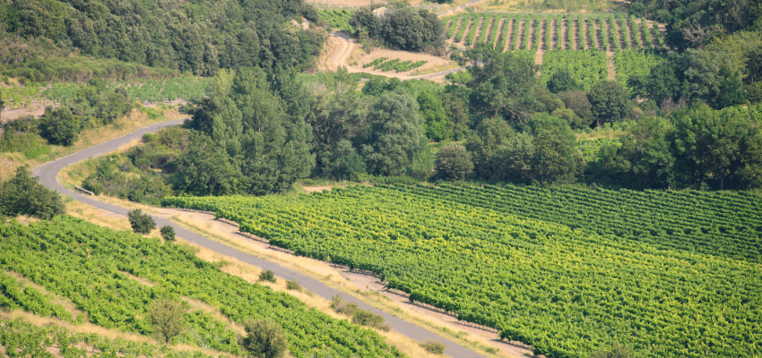 Corbières – Vins du Languedoc, soleil et caractère