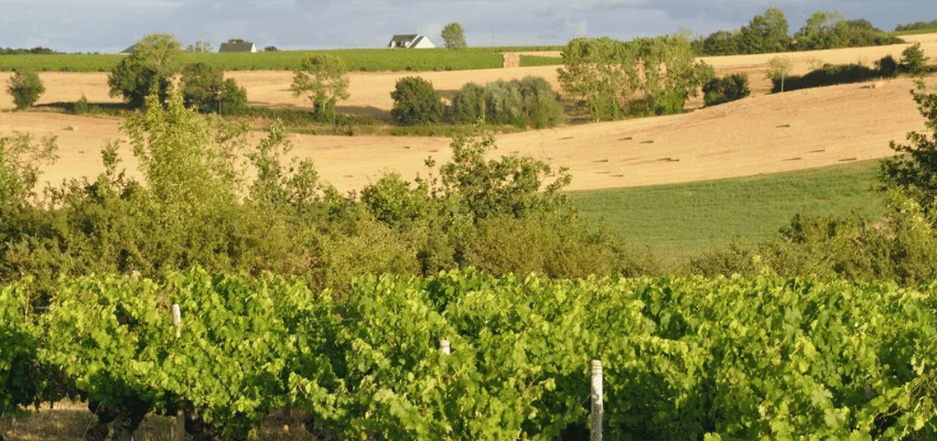 AOC Anjou - Terroir d'Excellence dans la Vallée de la Loire