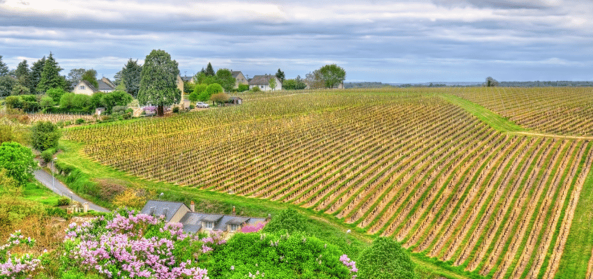 AOC Chinon - Élégance des Vins de la Loire