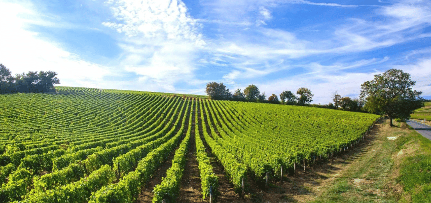 AOC Touraine - Terroir d'Exception au Cœur de la Vallée de la Loire
