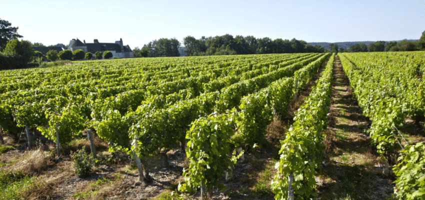 AOC Vouvray - Trésor Viticole de la Vallée de la Loire