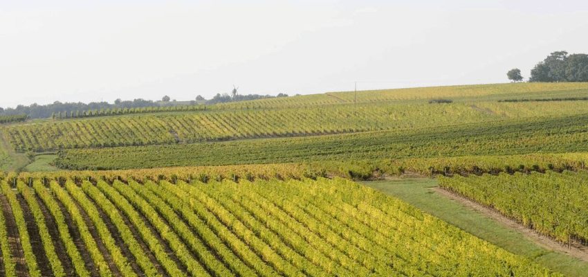 AOP Coteaux de l'Aubance - Trésor des Vins Doux de l'Anjou