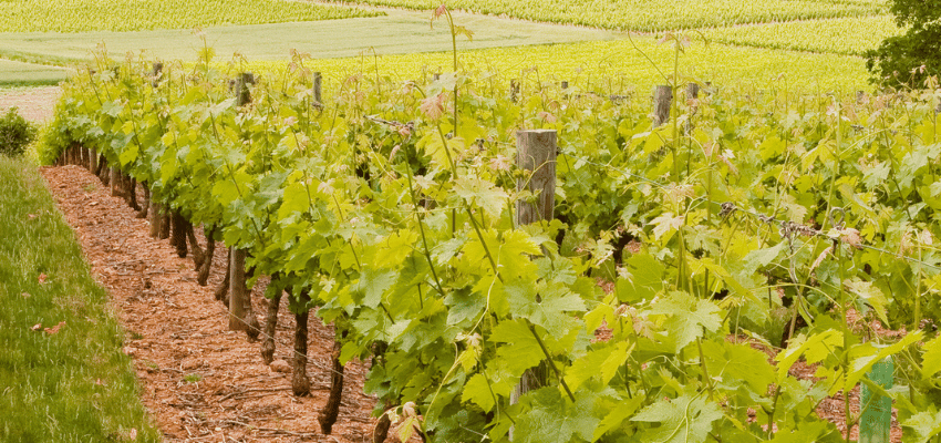 Saumur - Trésor Viticole de la Vallée de la Loire