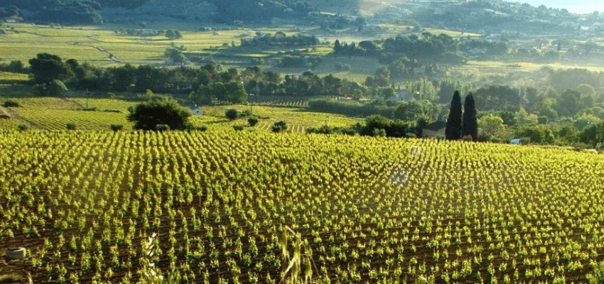 Bandol - Authenticité et Caractère des Vins Provençaux