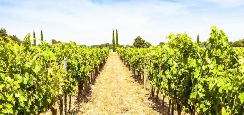 IGP Var - Vins Authentiques de la Côte d'Azur