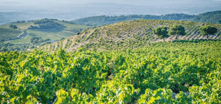 IGP Vaucluse - La Quintessence des Vins Provençaux