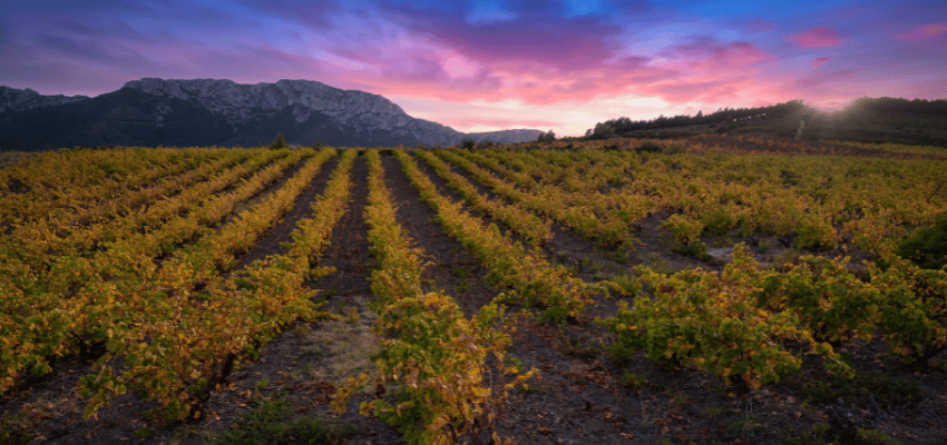 AOC Maury - Trésor Œnologique des Pyrénées-Orientales