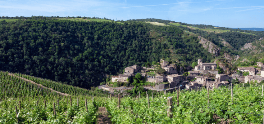 Côtes du Roussillon Villages - L'Élégance du Terroir Catalan