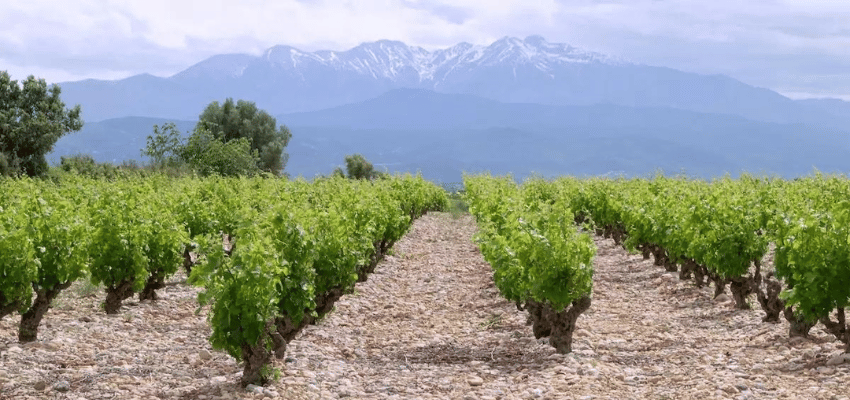 Muscat de Rivesaltes - Douceur et Élégance en Terre Catalane