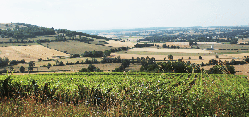 IGP Coteaux de l'Auxois – Indication Géographique Protégée, vins accessibles et typiques