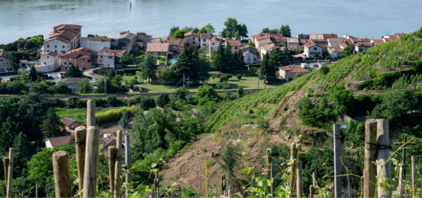 Condrieu - Symphonie d'Aromes dans les Collines de l'AOC