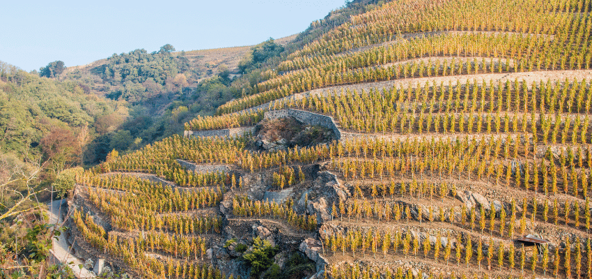 Côte-Rôtie - Élégance et Raffinement dans les Coteaux Escarpés