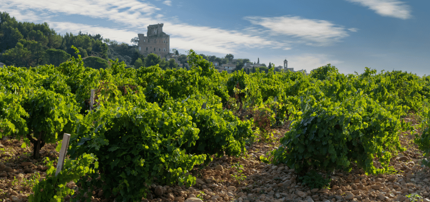 Côtes du Rhône - Diversité et Tradition dans chaque Bouteille