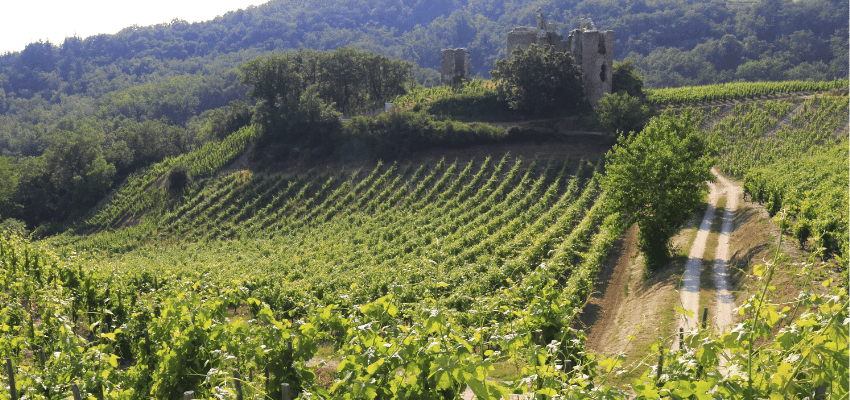 Crozes-Hermitage - Élégance et Authenticité des Vins du Rhône Septentrional