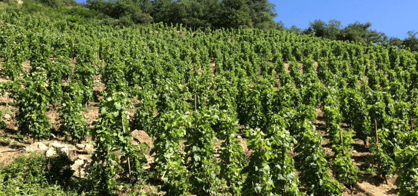 Saint-Joseph - Élégance et Expressivité des Vins de Côte