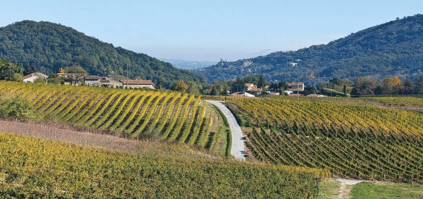 Saint-Péray - Élégance et Fraîcheur des Vins Blancs de Prestige