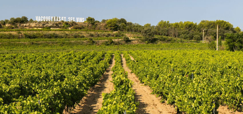 Vacqueyras - Richesse et Caractère des Vins du Sud