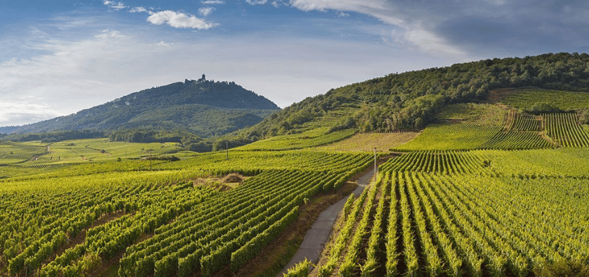Côtes de Bergerac – Découvrez ce produit unique sélectionné pour vous