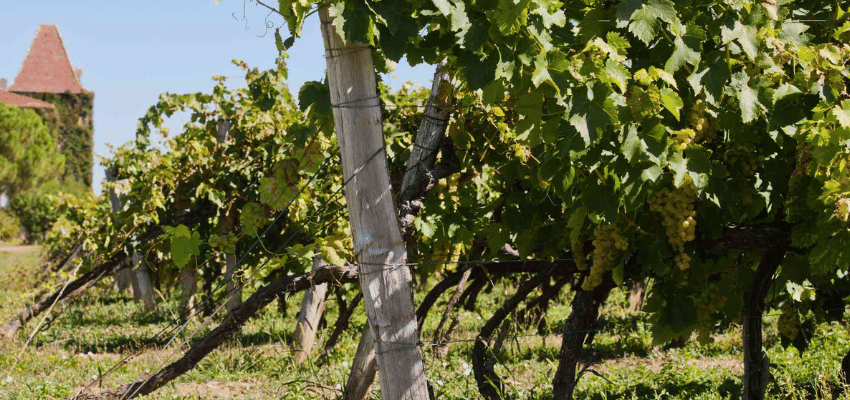 IGP Côtes de Gascogne – Vins à Indication Géographique Protégée, typicité et accessibilité