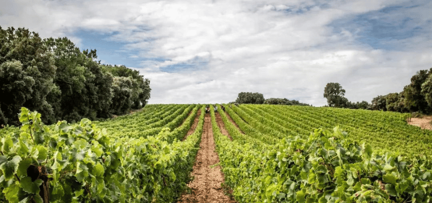 Grés de Montpellier – Découvrez ce produit unique sélectionné pour vous