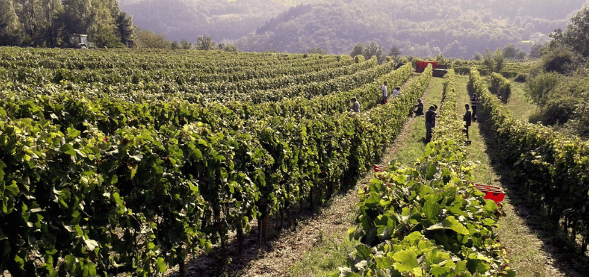 IGP Collines Rhodaniennes – Vins à Indication Géographique Protégée, typicité et accessibilité